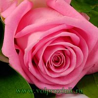 Роза нежно-розовая фото в интернет-магазине Волшебный праздник