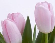 Тюльпан нежно-розовый фото в интернет-магазине Волшебный праздник