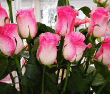 Роза бело-розовая фото в интернет-магазине Волшебный праздник
