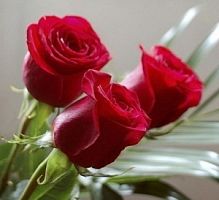 Роза красная фото в интернет-магазине Волшебный праздник